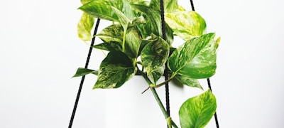 圣西罗球场宏伟的看台与绿茵场全景，红黑色座椅彰显米兰主题